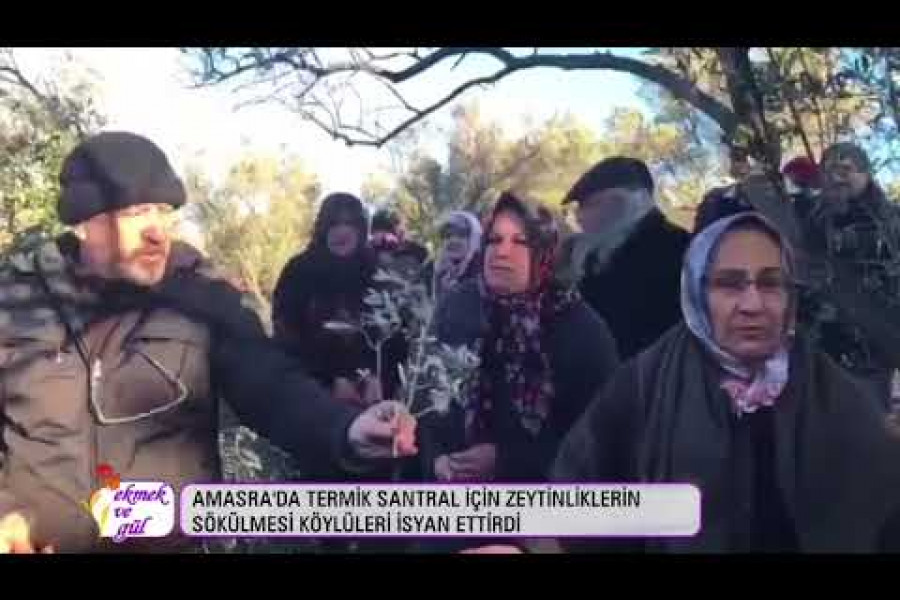 GÜNÜN İSYANI: Termik için zeytinleri söktürmeyiz