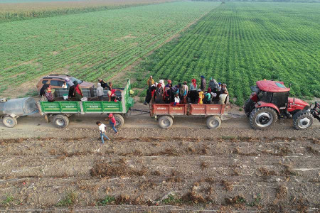 Tarım işçileri bayramda da çalışmaya devam etti