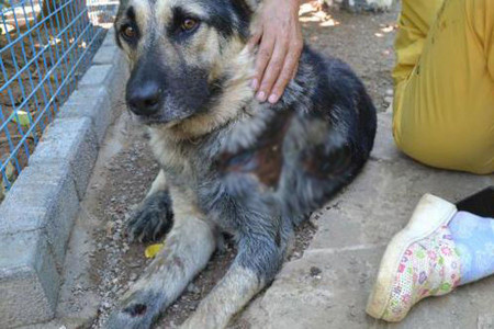 GÜNÜN KAHRAMANI: Araç arkasında sürüklenen köpeği Türkan Dağdelen kurtardı