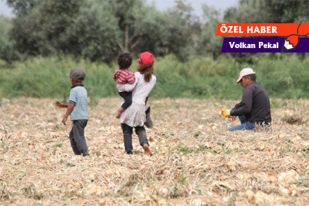 Çocuk tarım işçisi: ‘Babam telefonunu sattı, canlı derse giremiyorum’