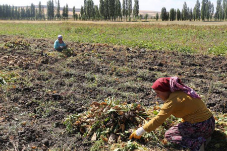 Şekerpancarı toplayan kadınlar emeklerinin karşılığını alamıyor