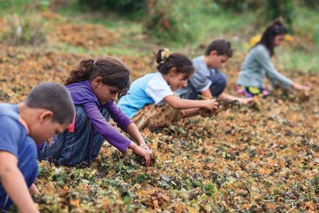 5 yılda 260 çocuk çalışırken öldü!