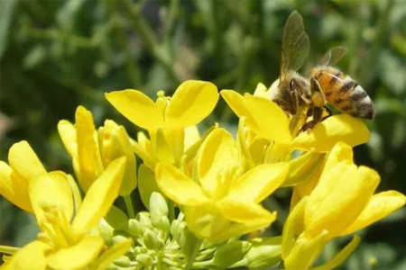 GÜNÜN ÖNERİSİ: Bitkiler için ev yapımı doğal böcek ilaçları