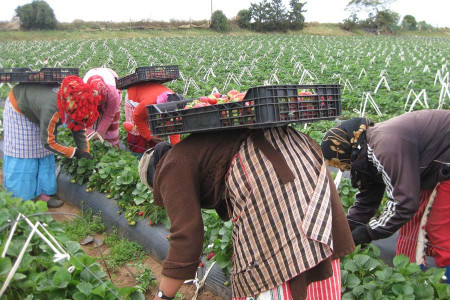 Kölelik koşullarında çalıştırılan tarım işçisi kadınlar örgütleniyor