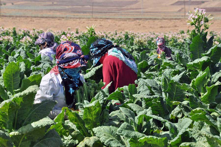 Tütün kıran çocuk ellerden mezuniyet bekleyen genç umutlara