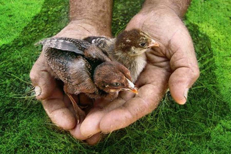 GÜNÜN FOTOĞRAFI: Sadece iki keklik yavrusu değil görülen