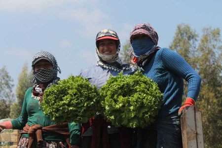 Tarım işçisi kadınlar virüs, oruç demeden çalışıyor