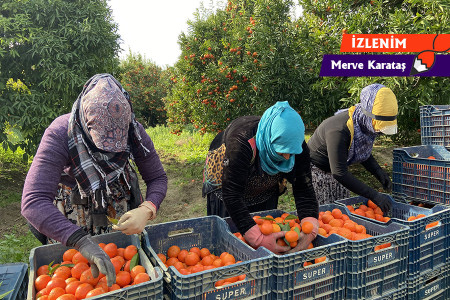 Mandalina kokulu bahçelerde ağır sömürü