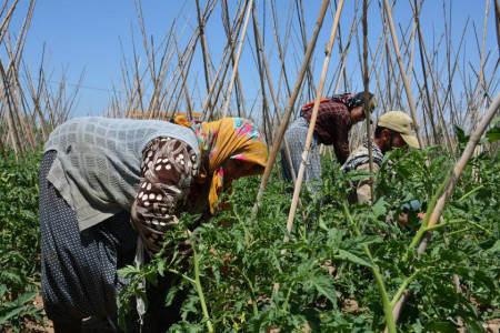 60 TL'ye 12 saat çalışan mevsimlik kadın ve çocuk işçiler: Mecburuz