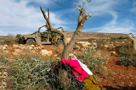 Filistin, zeytin ağaçları, Hadde Ya Bahr Hadde